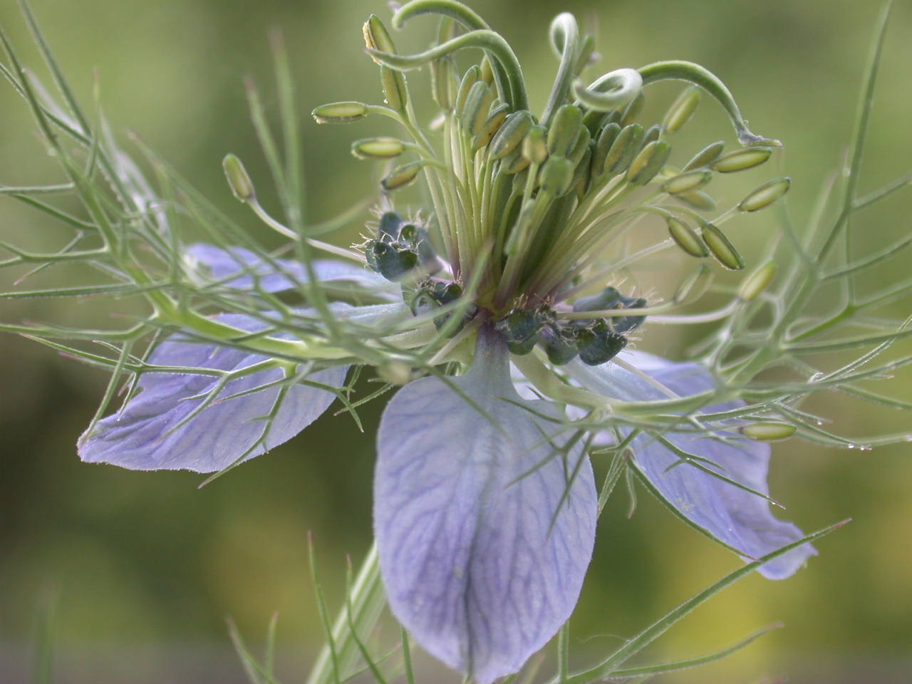 Nigella damascena / Damigella scapigliata